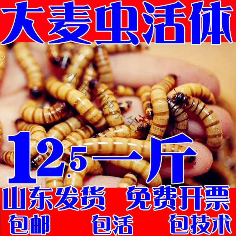 大麦虫活虫 鲜活 大麦虫金龙鱼八哥鸟蝎子蜥蜴钓鱼蛙类仓鼠等食物图片