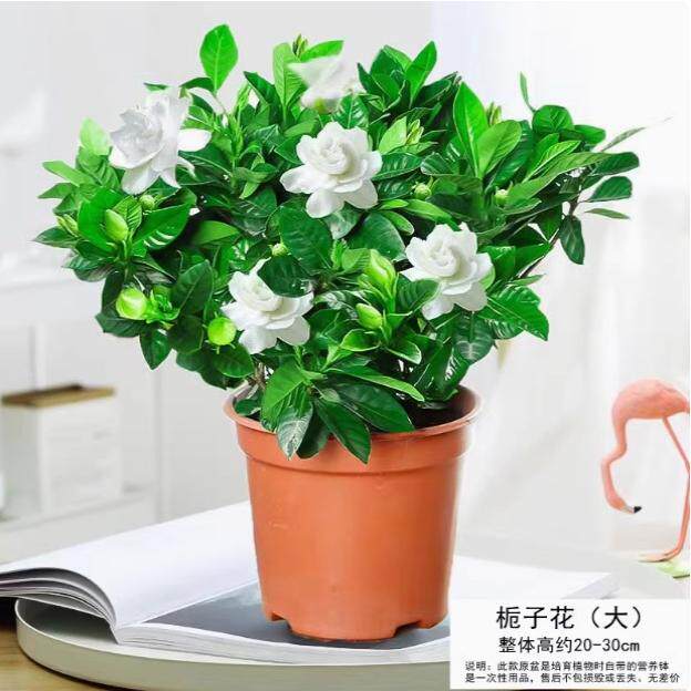 独杆栀子花盆栽四季开花室内水培花卉植物大叶老桩带花苞树苗绿植