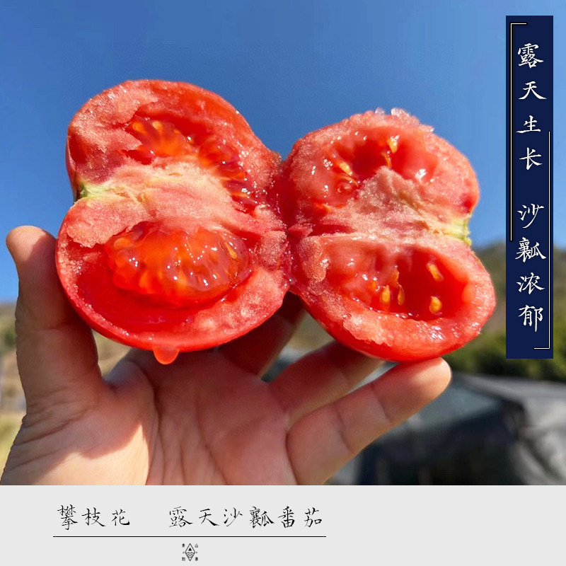 青山物集攀枝花露天高山种植自然熟沙瓤水果番茄西红柿可生吃当季