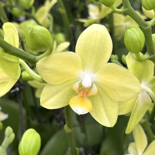（台大微笑）绿色系稀有品种蝴蝶兰鲜花精美艺术鲜花花卉