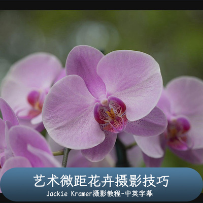 KelbyOne-花卉摄影师Jackie Kramer艺术微距花卉摄影技巧中文字幕