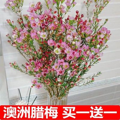 年宵澳洲腊梅鲜切花真花室内鲜花水养花卉水培客厅耐寒喜庆插花