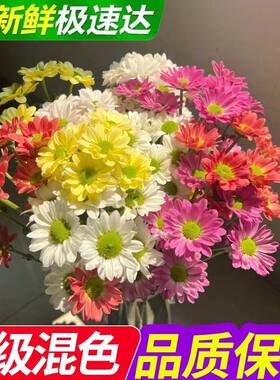 云南基地直发小雏菊混搭鲜花束