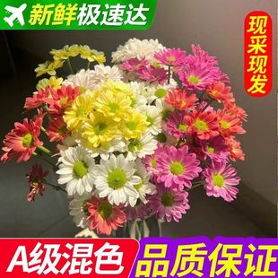 云南基地直发小雏菊鲜花混搭花束可爱快递新鲜节日花束混搭色