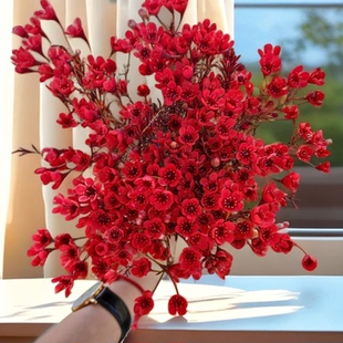 澳洲腊梅鲜花干花云南基地直发红色春节过年宵花鲜切水养室内花卉