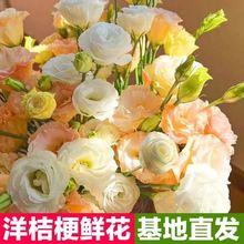 洋桔梗鲜花插花云南昆明基地直发家庭水养鲜切花束手捧花混搭配花