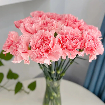 云南斗南基地康乃馨直发