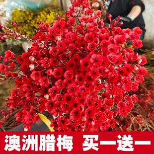 喜庆春节腊梅鲜花云南基地直发红插水养冬季鲜切花同城速递花客厅