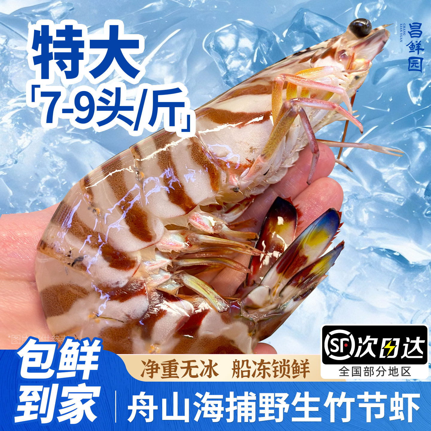 昌鲜园竹节虾鲜活速冻虾东海斑节虾舟山特大野生海捕九节虾基围虾