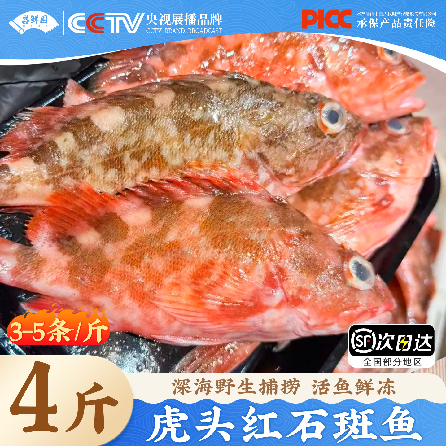 虎头鱼新鲜海捕舟山石九公海鲜红石斑鱼鲜活冷冻海鲜石翁鱼老虎鱼