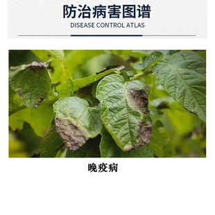 土豆晚疫病50%烯酰吗啉氟啶胺杀菌剂霜杀菌速度持效长马铃薯正品