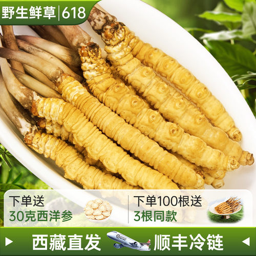 那曲野生正宗冬虫夏草西藏直发