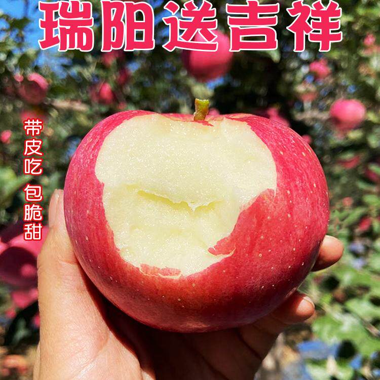 西农瑞阳送吉祥孕妇可食产地直发自家种植新鲜甜脆非新疆瑞阳苹果