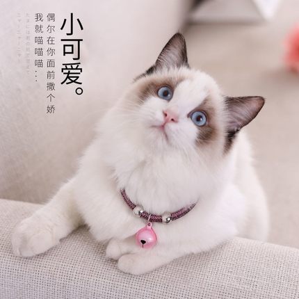 宠物日式和风项圈猫咪铃铛项圈小型犬宠物狗狗用品脖子项链小铃铛