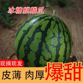 正宗麒麟西瓜新鲜水果当季 现摘现发