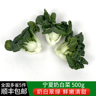 新鲜宁夏奶白菜500g 矮脚奶白菜蔬菜 牛奶白菜 奶油白菜