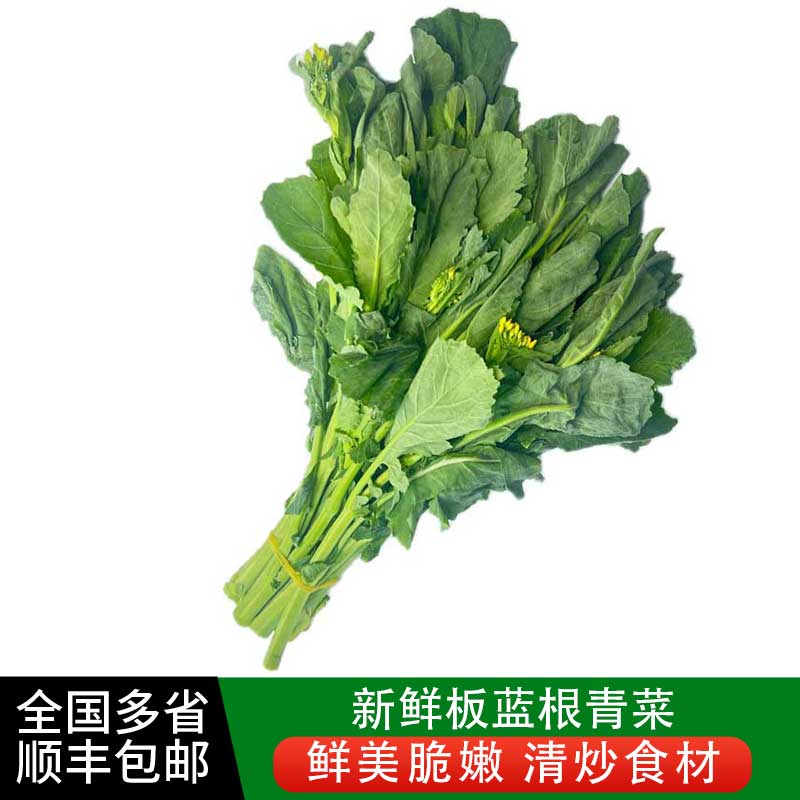 板蓝根野菜青菜火锅青菜新鲜蔬菜酒店特色蔬菜顺丰包邮