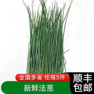 新鲜细香葱 细叶葱 Chives法葱 虾夷葱