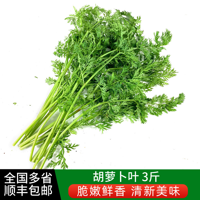 新鲜胡萝卜叶子3斤 新鲜现摘萝卜叶萝卜缨子新鲜蔬菜胡萝卜叶包邮
