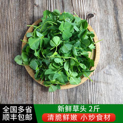 新鲜草头2斤 上海本地农家三叶菜 新鲜蔬菜金花菜苜蓿草本地草头
