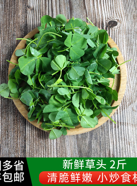 新鲜草头2斤 上海本地农家三叶菜 新鲜蔬菜金花菜苜蓿草本地草头