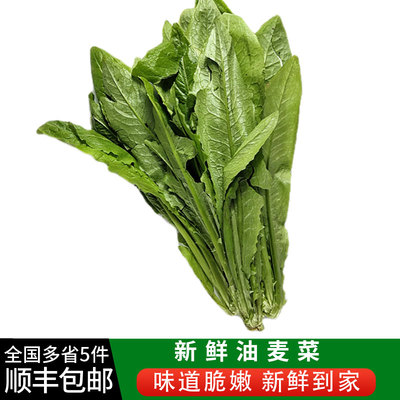新鲜油麦菜 农家自种蔬菜莜麦菜 香麦菜苦菜 全国多省5件包邮