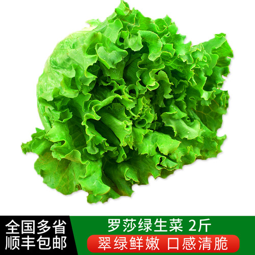 罗莎绿2斤 新鲜蔬菜沙拉食材绿叶生菜花边生菜西餐配菜 顺丰包邮