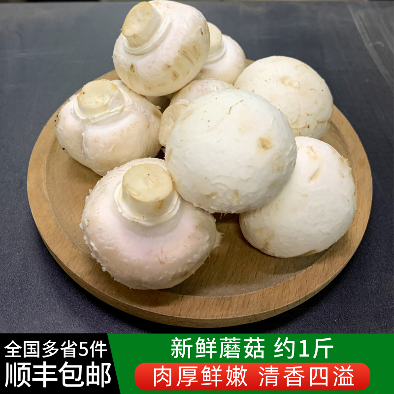 新鲜蘑菇约1斤 食用菌口蘑鲜白蘑菇 口菇 双孢菇 5件包邮
