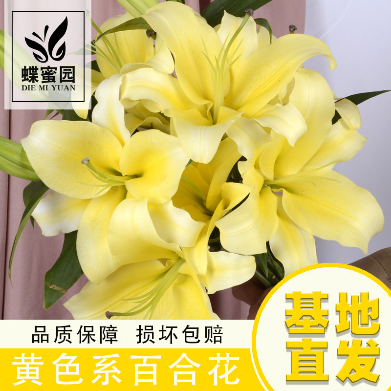 黄色百合花客厅花瓶插花水养花卉云南基地直发黄天霸香水百合