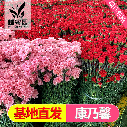 蝶蜜园康乃馨鲜花母亲节送妈妈