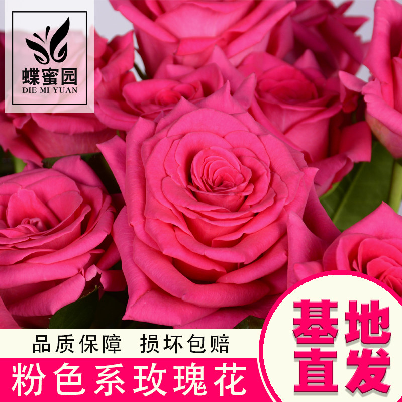 弗洛伊德玫粉色玫瑰鲜切花送女朋友求婚花材生日活动用花云南昆明