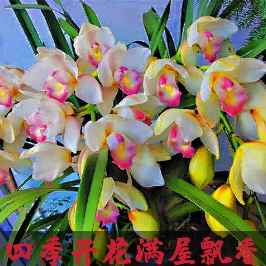 兰花四季开花浓香型大花苞好养易活开花满屋飘香室内花卉净化空气