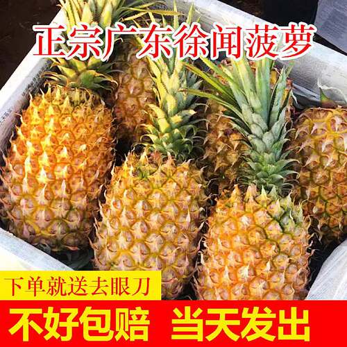 广东徐闻香水菠萝10斤现摘新鲜大果孕妇应季水果凤梨手撕整箱
