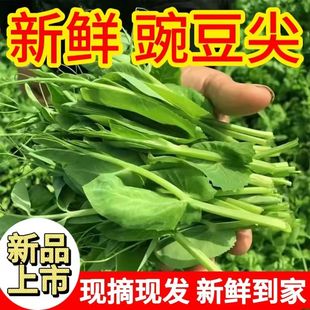 新鲜现摘豌豆尖四川嫩豌豆苗龙须苗农家蔬菜青叶子菜荷兰豆苗特产