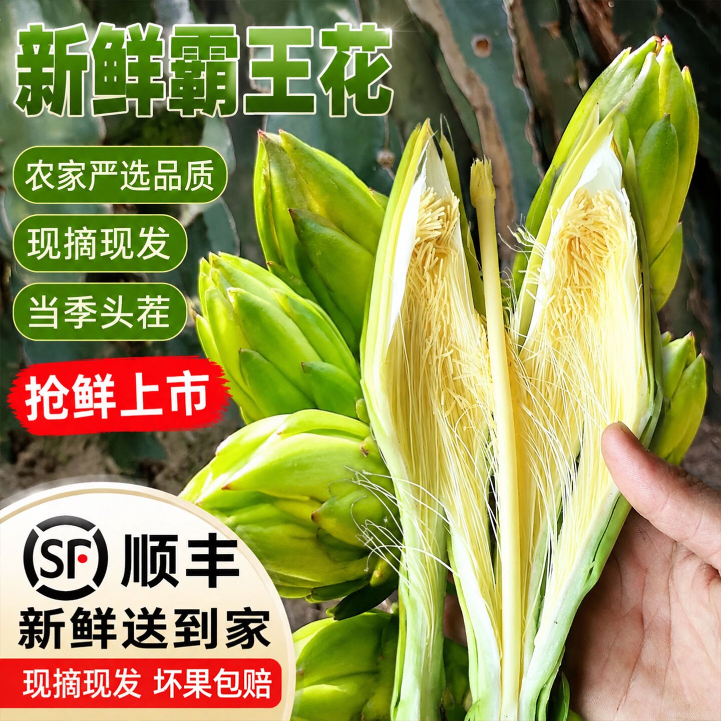 【顺丰】新鲜霸王花新鲜肇庆特产开苞鲜花当季煲汤火锅食用鲜花