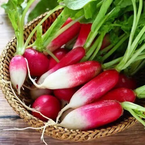 甘肃定西农家自种花樱萝卜现挖水萝卜新鲜生吃凉拌清爽可口包邮