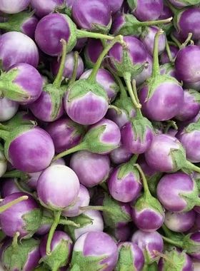 越南小茄子ca phao tim小圆茄紫色茄子新鲜圆茄子料理菜肴腌制