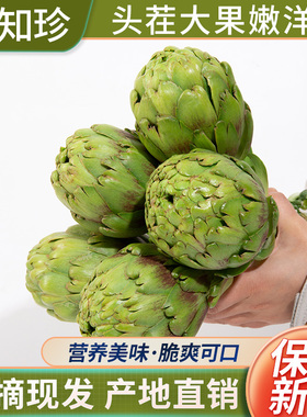 洋蓟新鲜3斤包邮法国百合Artichoke1500g 现摘现发云南曲靖朝鲜蓟