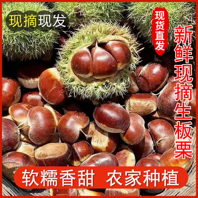 正宗迁西板栗生新鲜栗子河北板栗野生油栗子大粒板粟小毛栗子锥栗