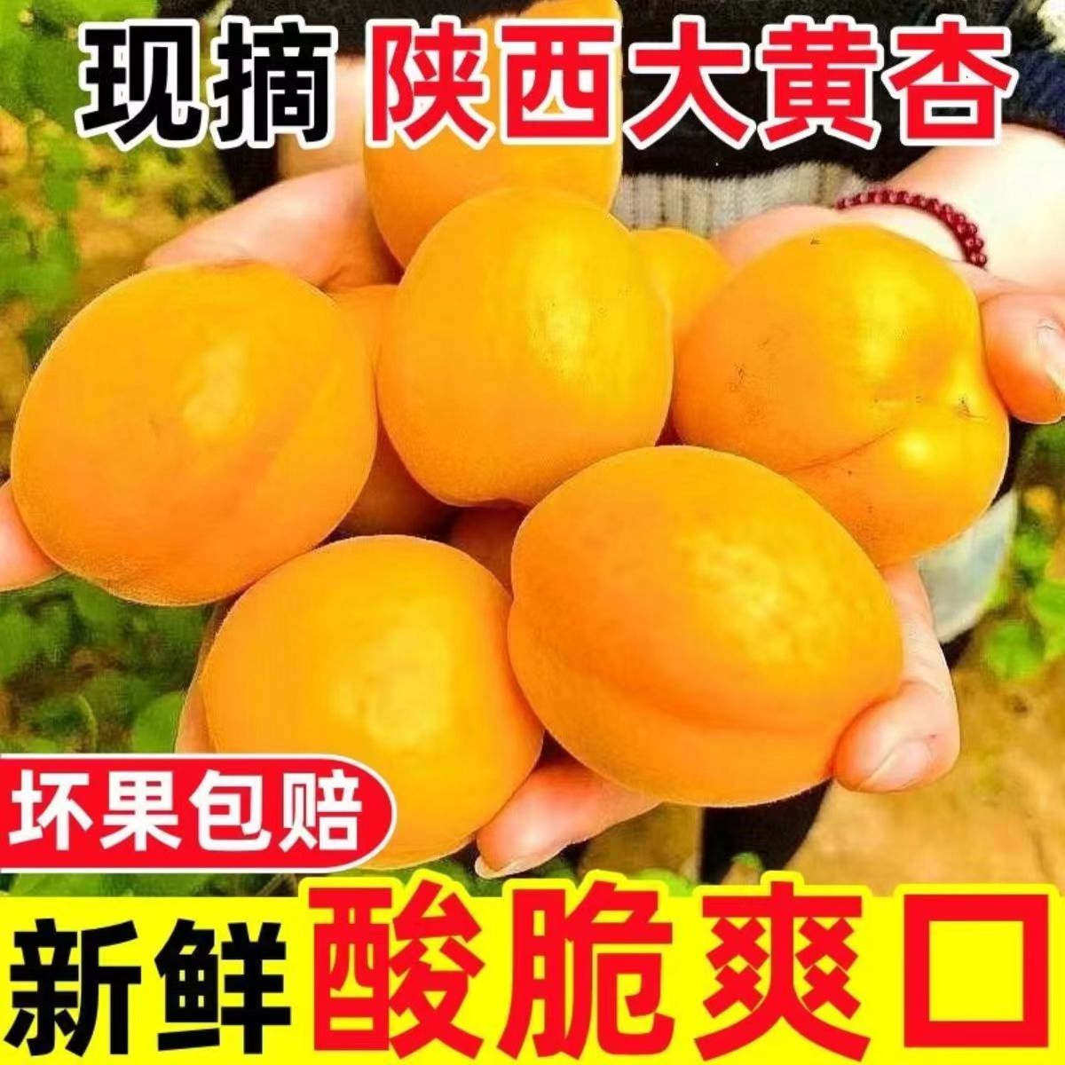 现摘头茬山西大黄杏新鲜水果当季特大巨蜜金太阳杏子酸甜杏子整箱
