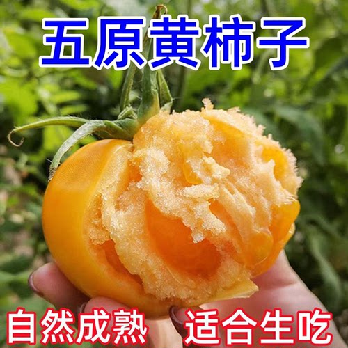 顺丰内蒙古五原新鲜黄柿子沙瓤自然熟现摘黄色西红柿水果番茄蔬菜