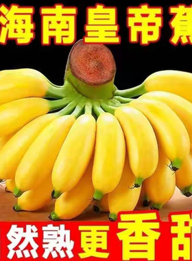 海南皇帝蕉新鲜小香蕉进口香蕉小米蕉现摘现发苹果蕉软糯香甜