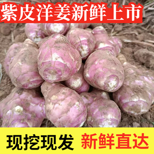 红皮洋姜新鲜现挖10斤红皮鬼子姜野生姜不辣农家腌制酱菜泡菜咸菜