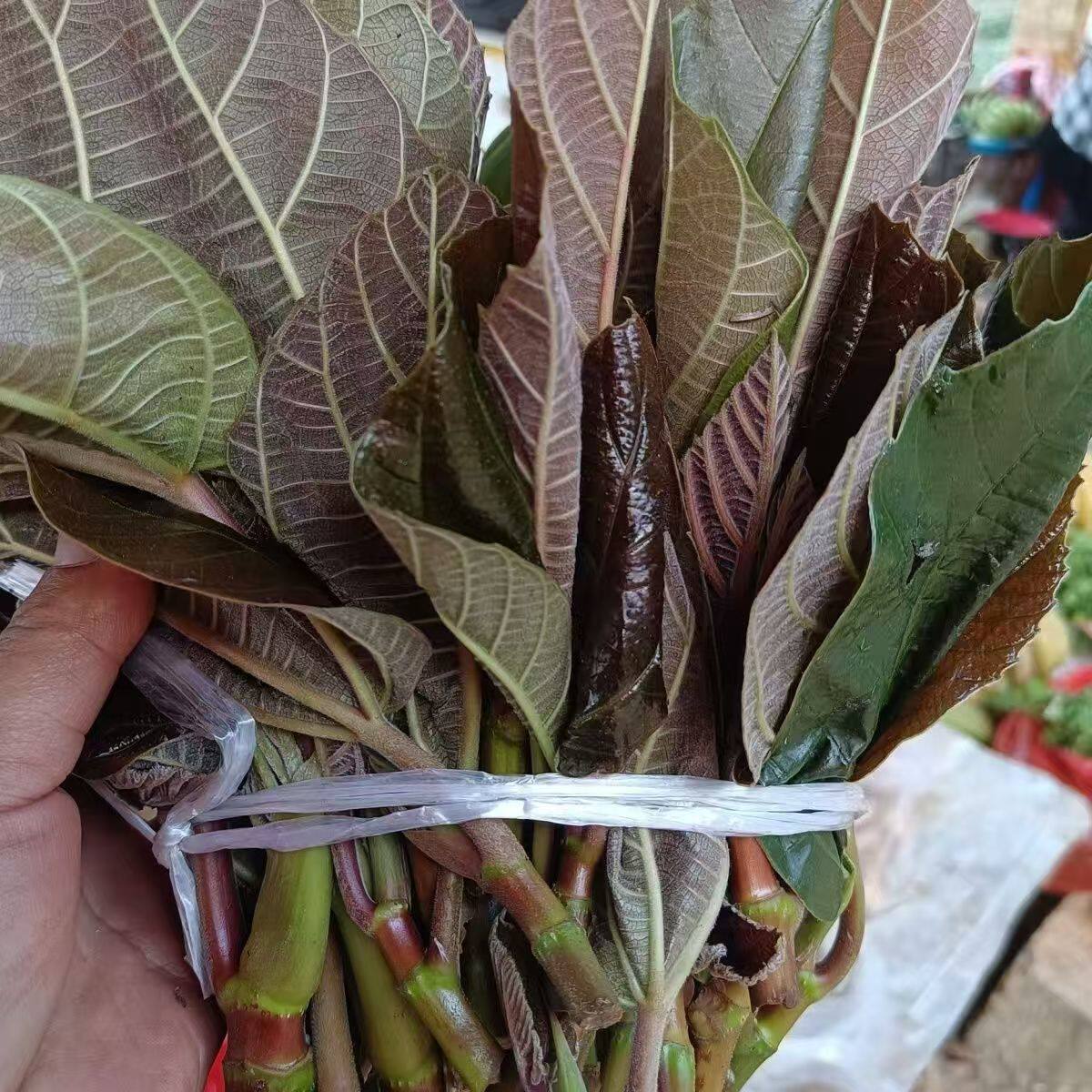 云南本地新鲜野生牛奶叶无花果叶山野菜云南野菜鸡蛋火锅煮菜现摘