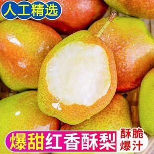 【特甜】正宗红香酥梨爆甜水果香梨酥梨新鲜青皮薄皮酥梨应季水果