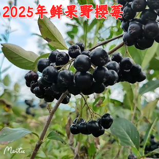 2025年冰冻野樱莓酵素不老莓果黑腺肋花楸果稀罕水果营养果上市