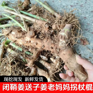 新鲜现挖闭鞘姜广商陆白石笋水蕉花樟柳头罗汉姜送子姜老妈妈拐杖