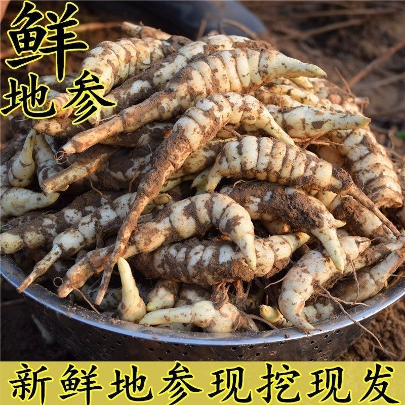 新鲜地参现挖地笋地虫草参地藕地笋泽兰根地蚕蔬菜煲汤包邮正品