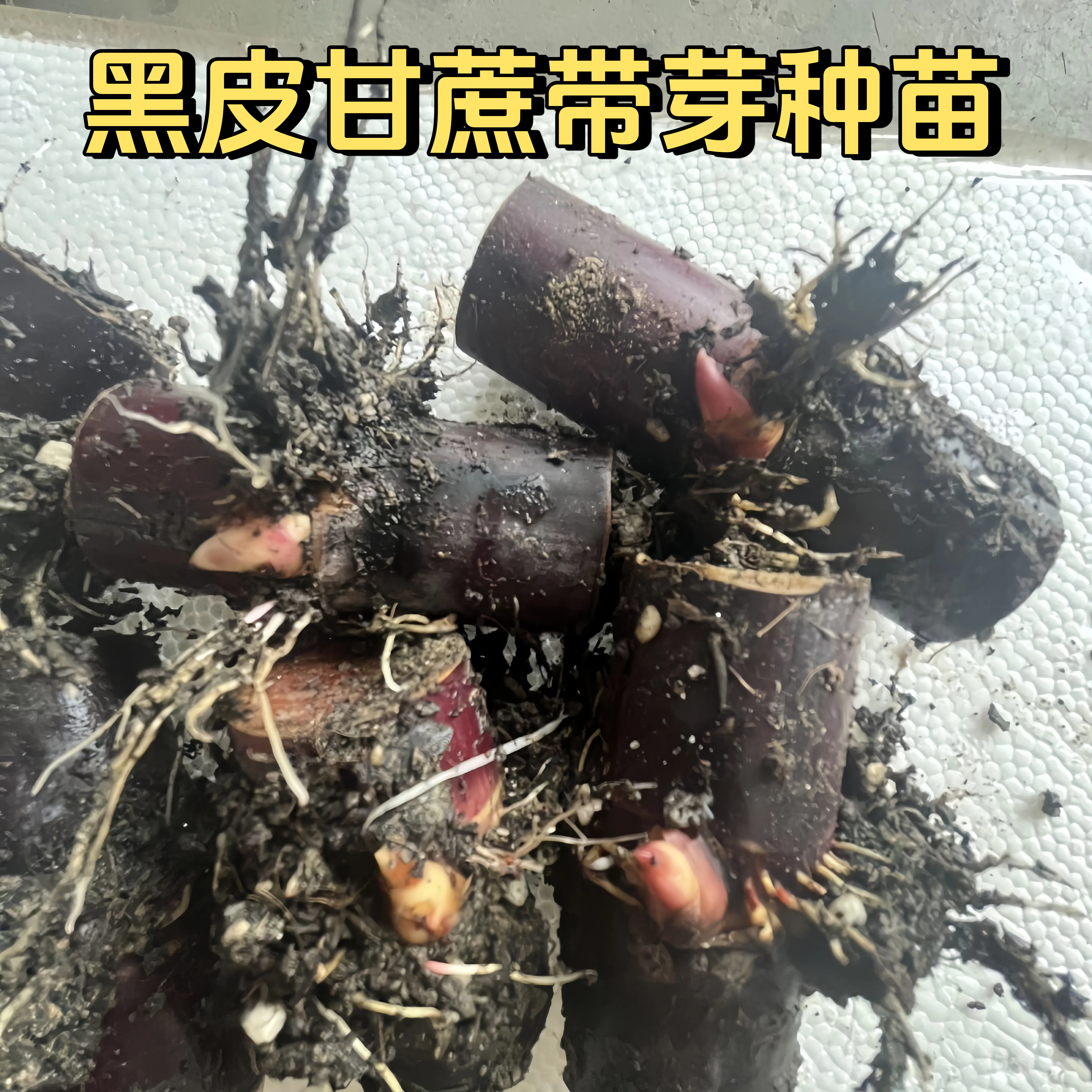 【高产中节】南北可种正宗黑皮甘蔗种苗薄皮甘蔗苗紫皮红皮甘蔗种