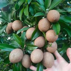 顺丰海南人心果新鲜现摘特大果当季孕妇热带稀罕见水果5斤人参果